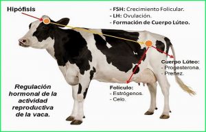 estral vaca bovino