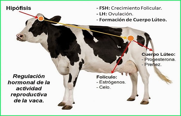 ciclo estral bovino de la vaca
