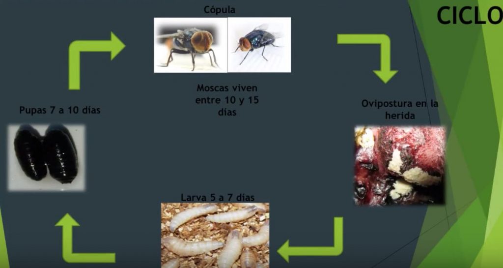 ciclo mosca gusano barrenador del ganado gbg