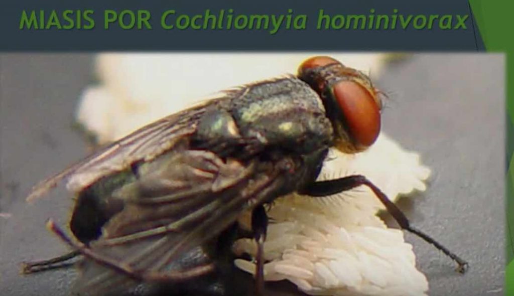 mosca gusano barrenador del ganado Cochliomyia hominivorax