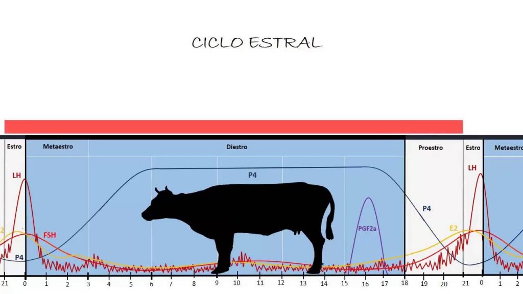 ciclo estral de la vaca