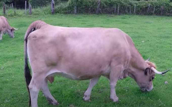 vaca casina raza asturiana de montaña